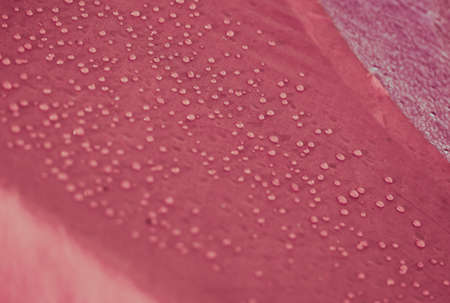 Water drops on waterproof membrane fabric. Detail view of texture of pink synthetic waterproof cloth. Morning dew on tent.の写真素材