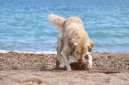 White golden labrador retriever dog on the beachの写真素材