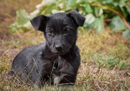 Black puppy on the grass.の写真素材