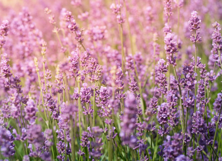 Soft focus on lavender flowers.の写真素材