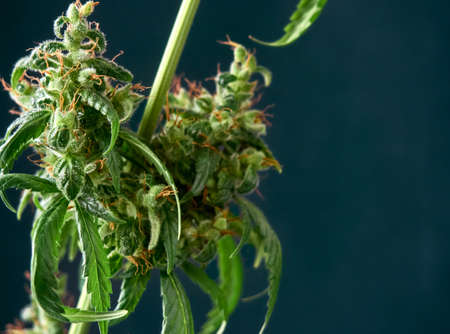 Medical marijuana bud or hemp plant blossom with leaves on the blue backgroundの写真素材