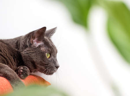 Portrait of a gray relaxed catの写真素材