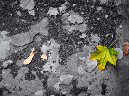 Autumn leaf on a gray background.の写真素材