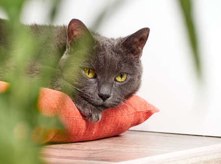 Portrait of a gray relaxed catの写真素材