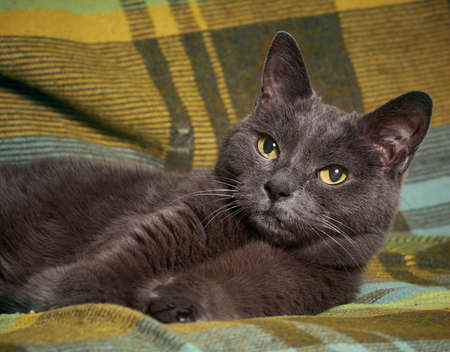Portrait of a gray relaxed catの写真素材