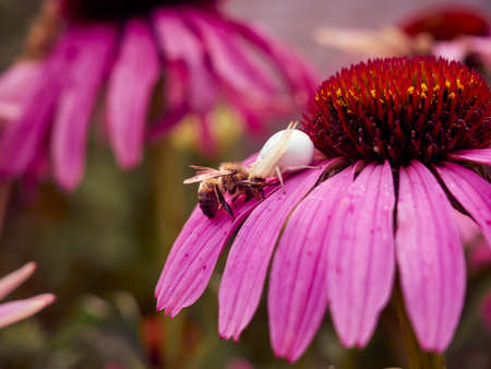 White widow spider (Latrodectus pallidus) caught a bee on flower of Echinaceaの写真素材