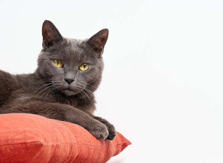 Portrait of a gray relaxed catの写真素材