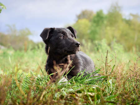 Black puppy on the grass.の写真素材