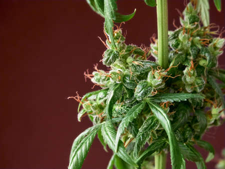 Medical marijuana bud or hemp plant blossom with leaves on the red backgroundの写真素材