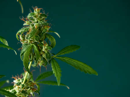 Medical marijuana bud or hemp plant blossom with leaves on the green backgroundの写真素材