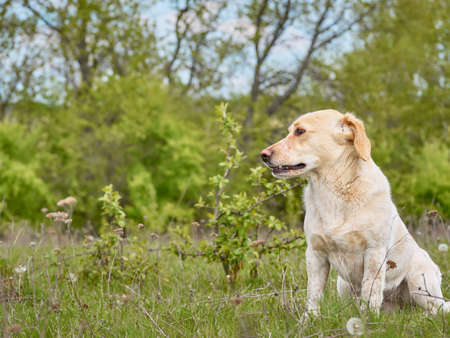 Village dog on the field.の写真素材