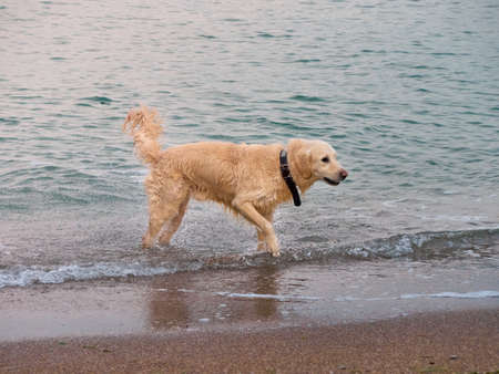 White golden labrador retriever dog on the beachの写真素材