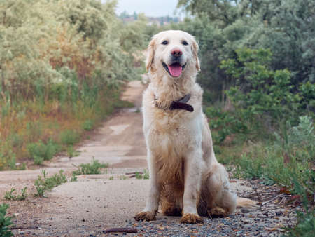 Portrait of golden retriever dogの写真素材