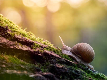 A slow grape snail crawls up the bark of a tree overgrown with moss. Beautiful bokeh in the background.の写真素材