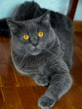 Portrait of a gray relaxed catの写真素材