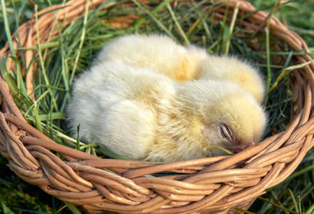 Little yellow chickens in the basket.の写真素材