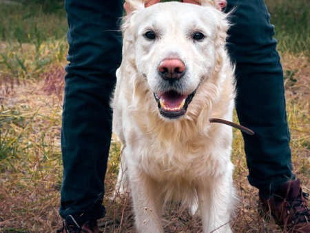 Outdoor activities and fun with golden retriever. Playing with labrador on dry grass. Lifestyle moment with human's best friend.の写真素材