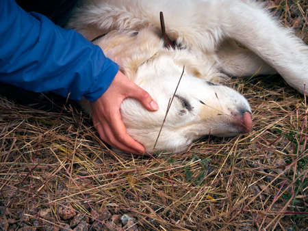 Outdoor activities and fun with golden retriever. Playing with labrador on dry grass. Lifestyle moment with human's best friend.の写真素材