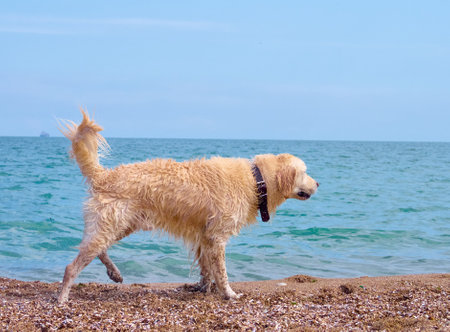 White golden labrador retriever dog on the beachの写真素材