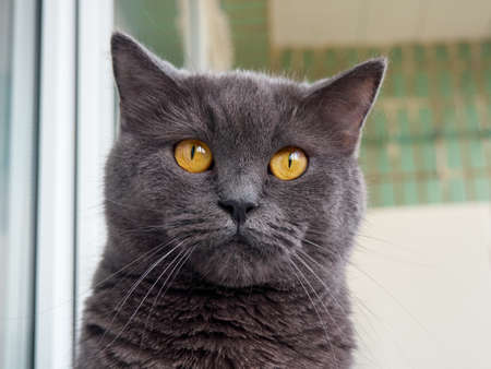 Portrait of a gray cat close up.の写真素材