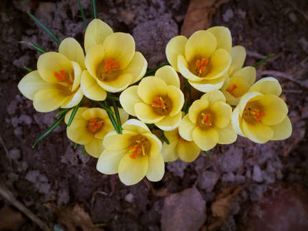 Spring yellow crocuses bloom in the garden.の写真素材