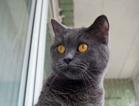 Portrait of a gray cat close up.の写真素材
