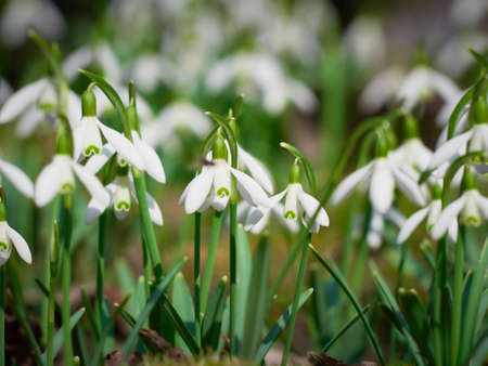 Blooming snowdrops in the springtime.の写真素材