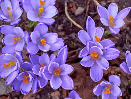 Spring purple crocuses bloom in the garden.の写真素材