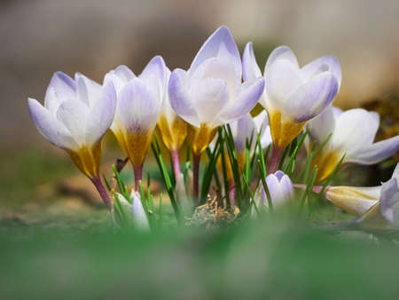 Spring crocuses bloom in the garden.の写真素材
