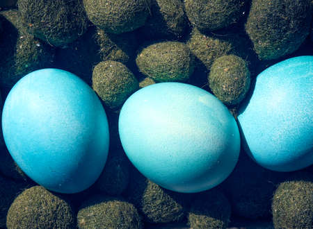 Easter eggs in a carton box on a white background.の写真素材