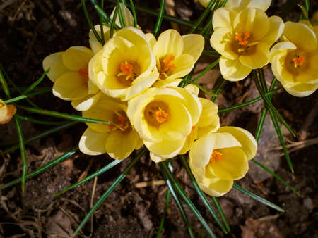 Spring yellow crocuses bloom in the garden.の写真素材