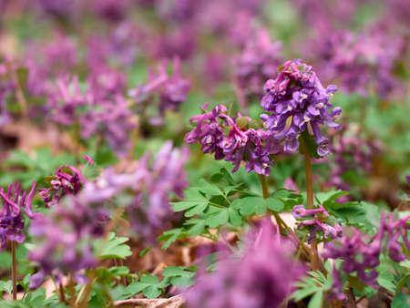 Purple corydalis flowers in forest on early springの写真素材