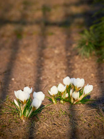 Spring white crocuses bloom in the garden.の写真素材