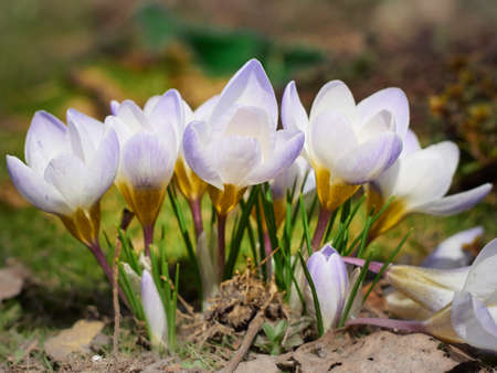 Spring crocuses bloom in the garden.の写真素材