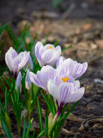 Spring crocuses bloom in the garden.の写真素材
