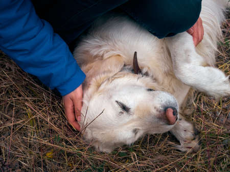Outdoor activities and fun with golden retriever. Playing with labrador on dry grass. Lifestyle moment with human's best friend.の写真素材