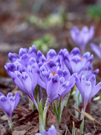 Spring purple crocuses bloom in the garden.の写真素材