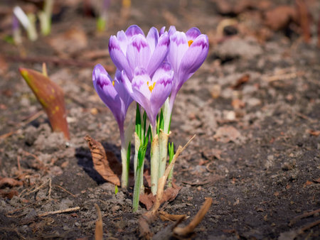 Spring purple crocuses bloom in the garden.の写真素材