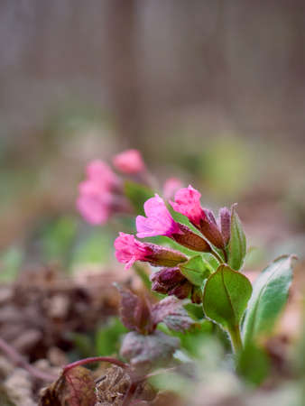 Flowers lungwort in the forest.の写真素材