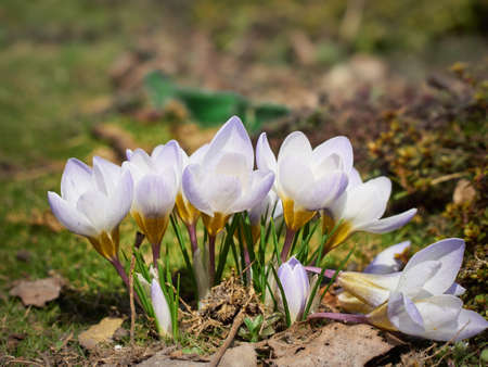 Spring crocuses bloom in the garden.の写真素材
