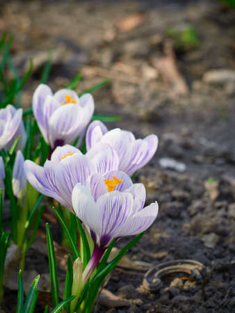 Spring crocuses bloom in the garden.の写真素材