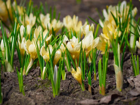 Spring yellow crocuses bloom in the garden.の写真素材