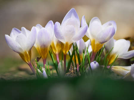 Spring crocuses bloom in the garden.の写真素材