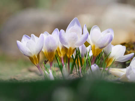 Spring crocuses bloom in the garden.の写真素材
