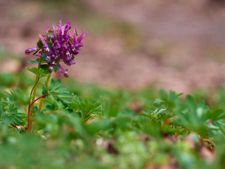 Purple corydalis flowers in forest on early springの写真素材