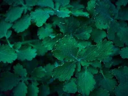 Background of dark green leaves.の写真素材