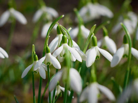 Blooming snowdrops in the springtime.の写真素材