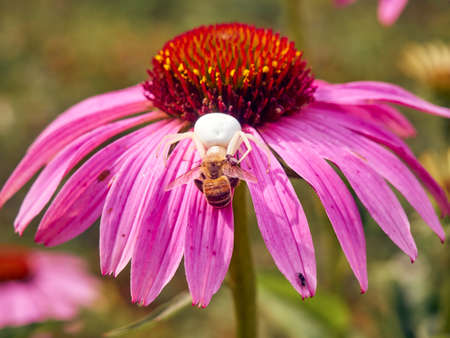 White widow spider (Latrodectus pallidus) caught a bee on flower of Echinaceaの写真素材