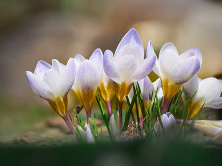 Spring crocuses bloom in the garden.の写真素材