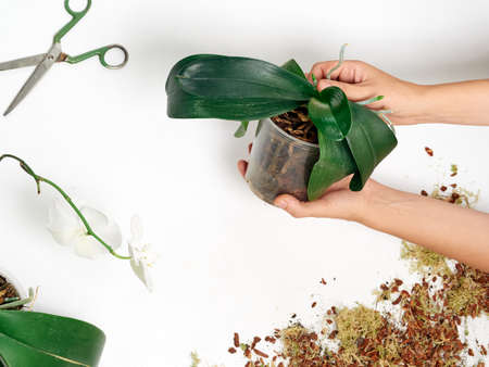 Woman transplanting orchid at homeの写真素材